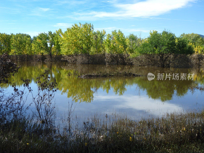 科罗拉多州莱克伍德被洪水淹没的泥泞森林