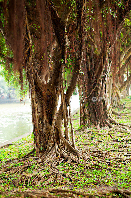 塞里泰国花园的红树林