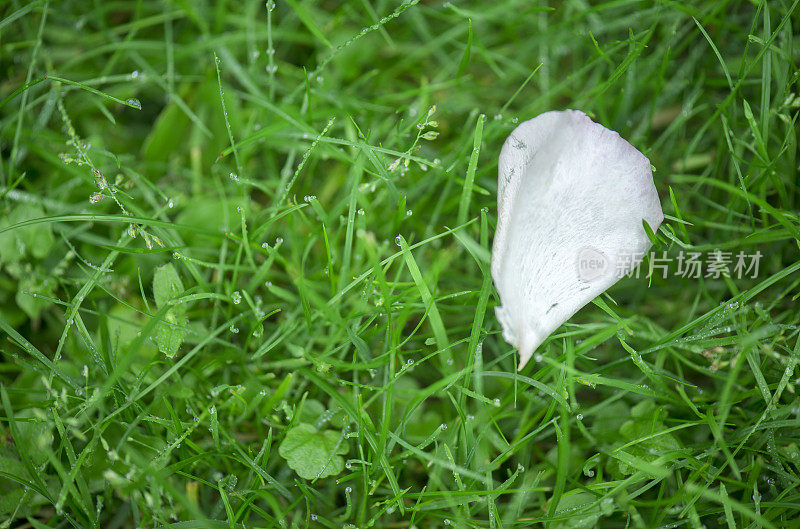 雨后的绿草中的白色玫瑰花瓣的特写