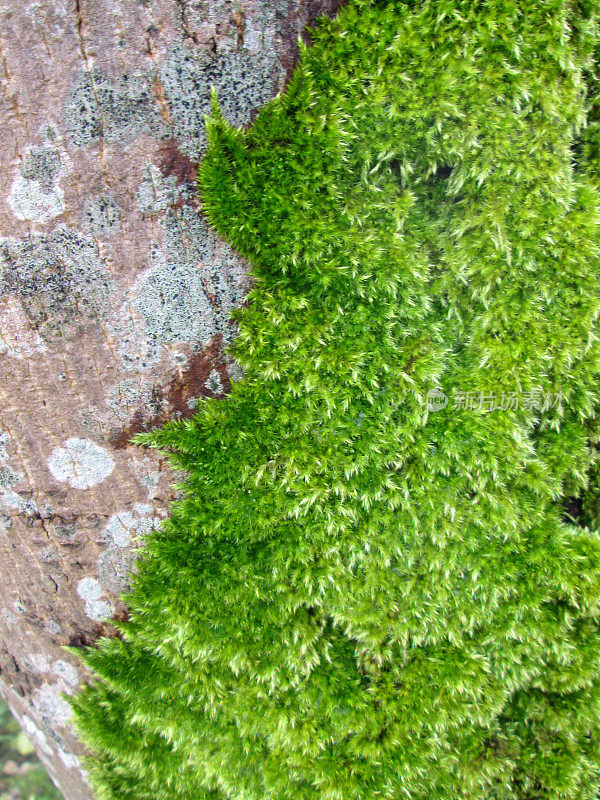 悬铃木(假悬铃木槭)树干上的苔藓的特写图像