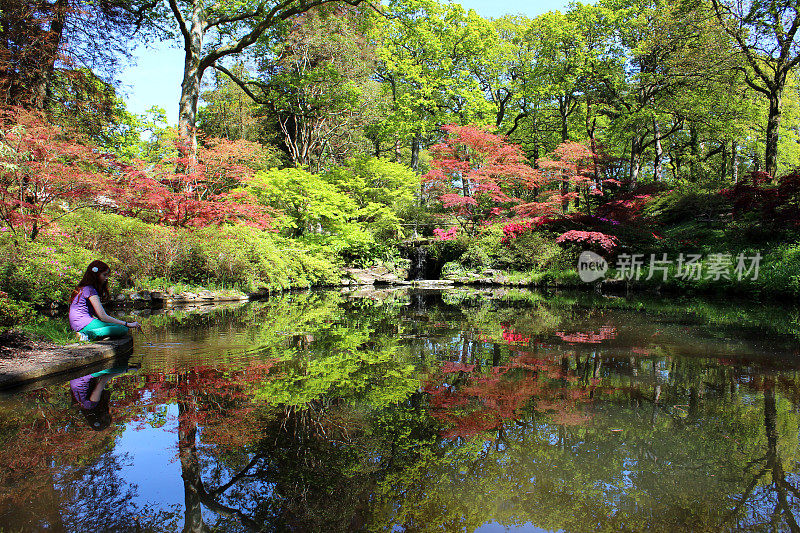 彩色的池塘倒影的枫树，风景如画的日本花园