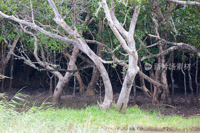 南非夸祖鲁-纳塔尔省的iSimangaliso湿地公园