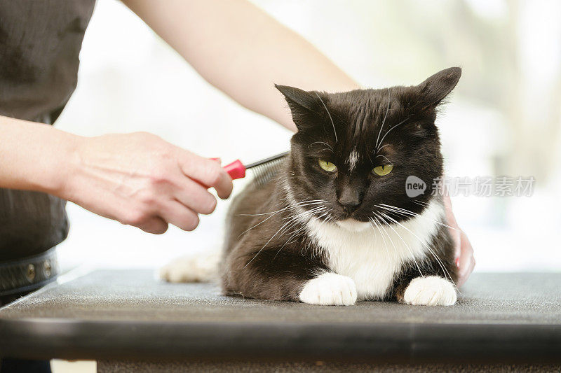 专业的猫美容师在宠物沙龙