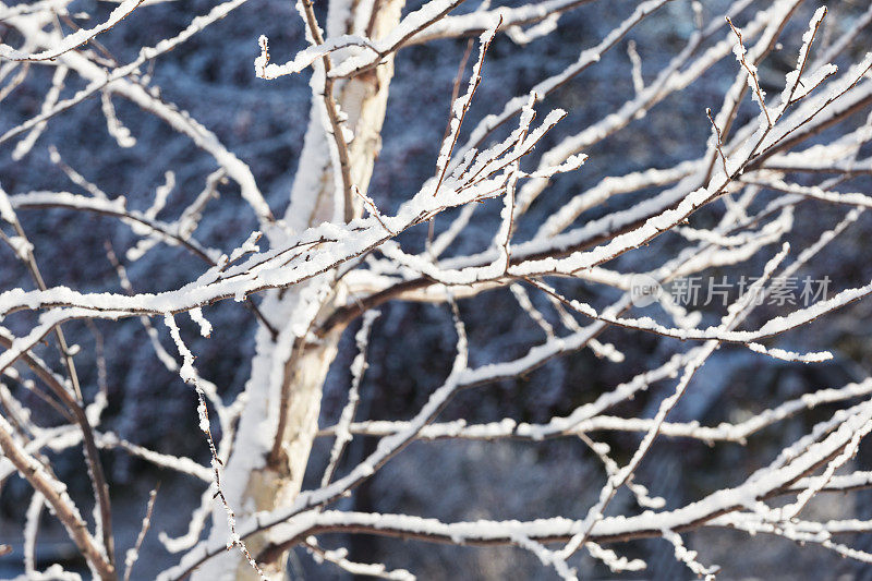 纸桦树的雪树枝