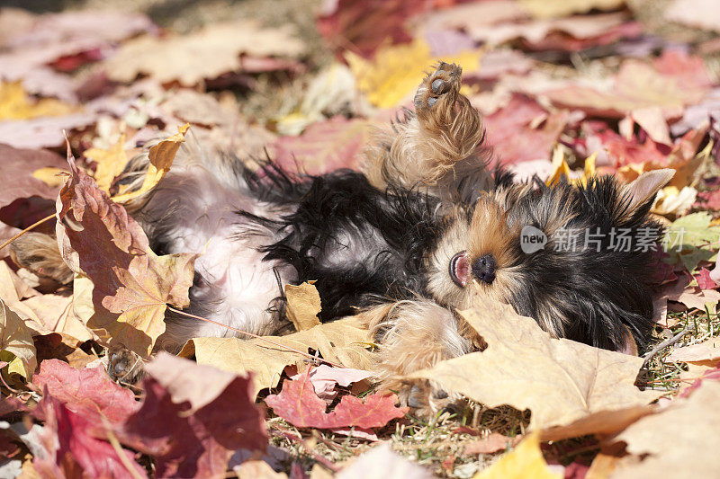 约克郡小狗躺在秋叶的床上