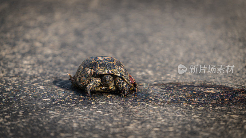 海龟危险地过马路