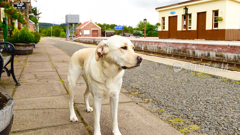 拉布拉多寻回犬