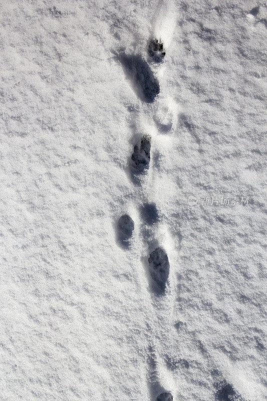 雪中动物的足迹