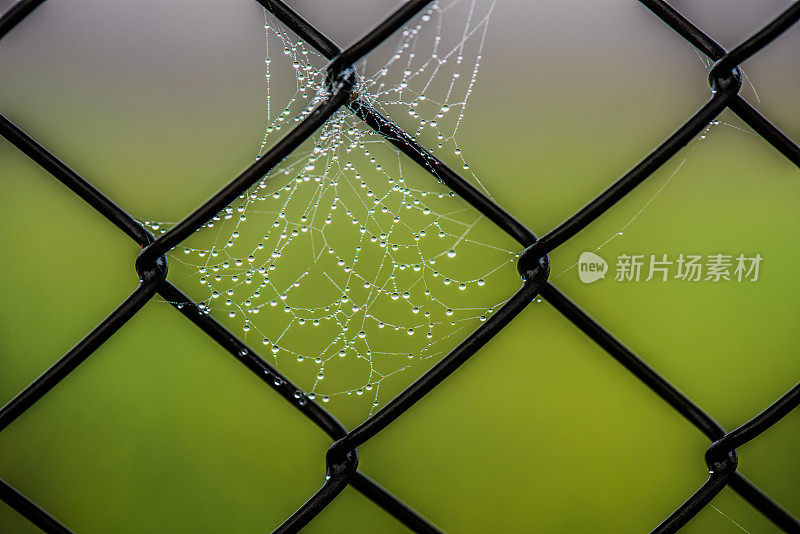 蜘蛛网上有露珠