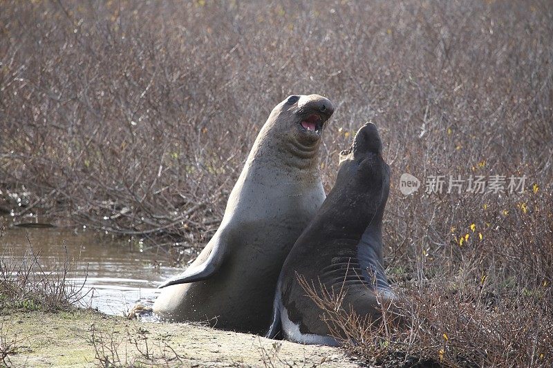 象海豹的战斗