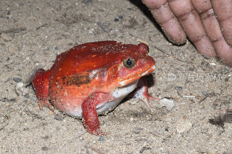 巨大的红色野生番茄青蛙与手马鲁安特拉马达加斯加