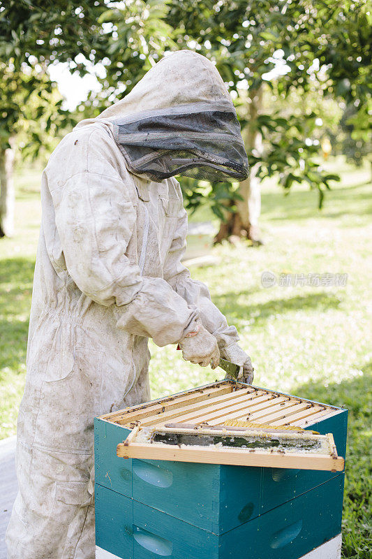 养蜂人打开蜂巢