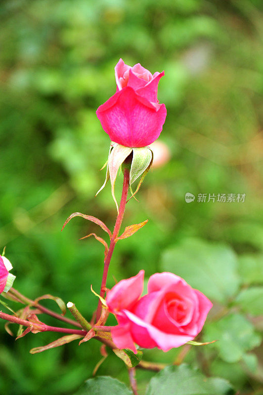 粉红色的玫瑰花蕾