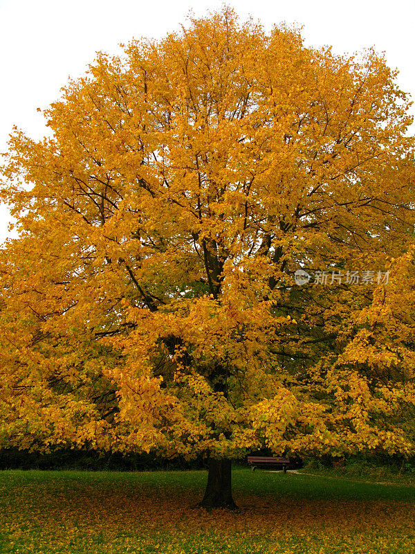 秋天巨大的椴树