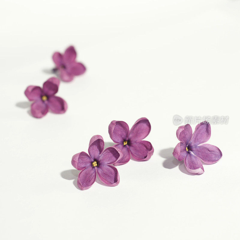 白色背景上的紫丁香花