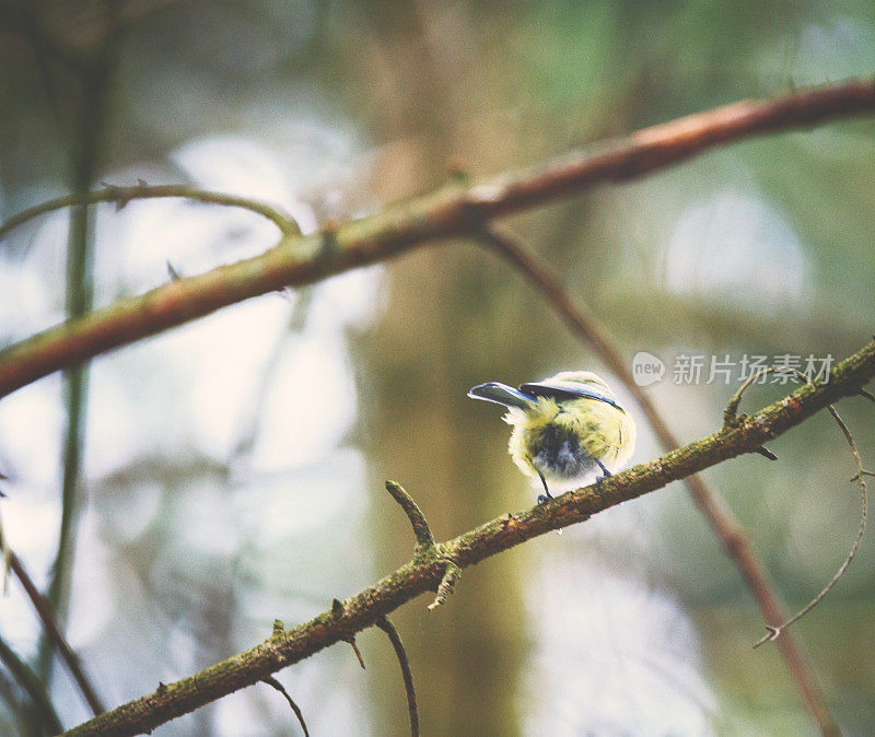 小bluetit