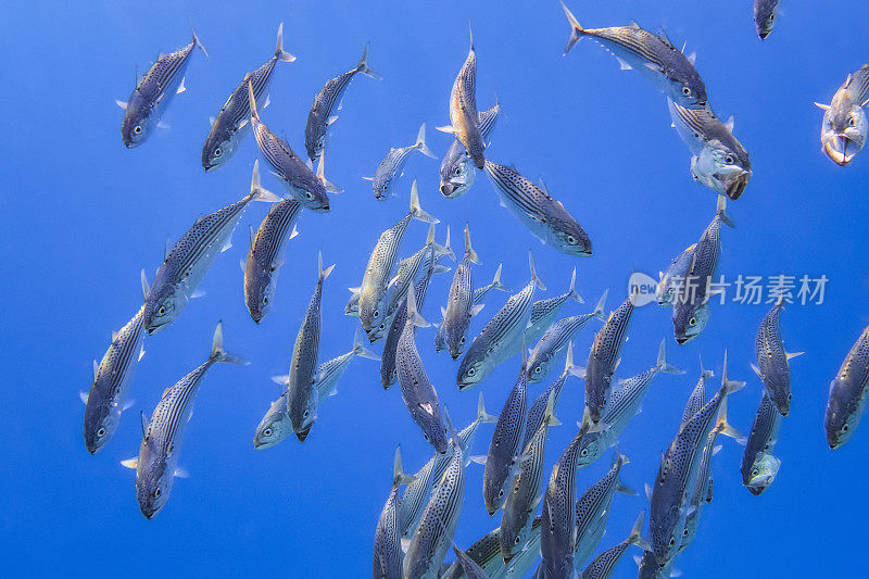 以浮游生物为食的印度鲭鱼，生活在红海