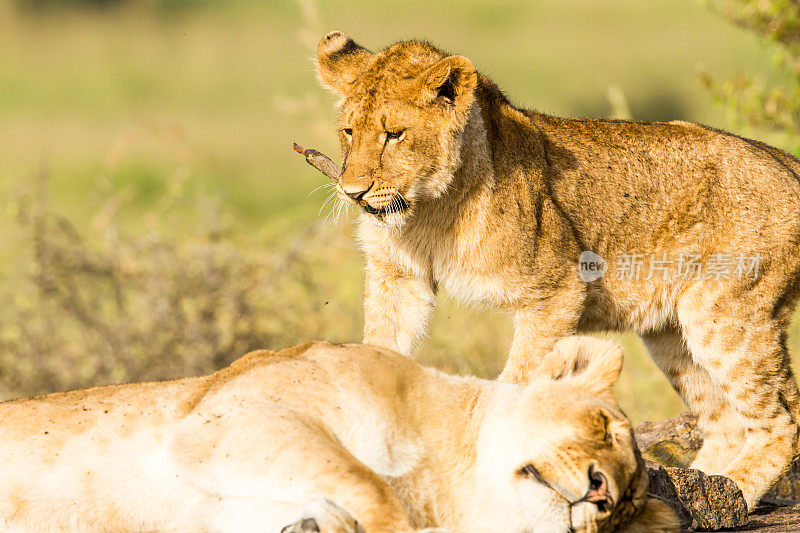 母狮和幼崽在一起休息