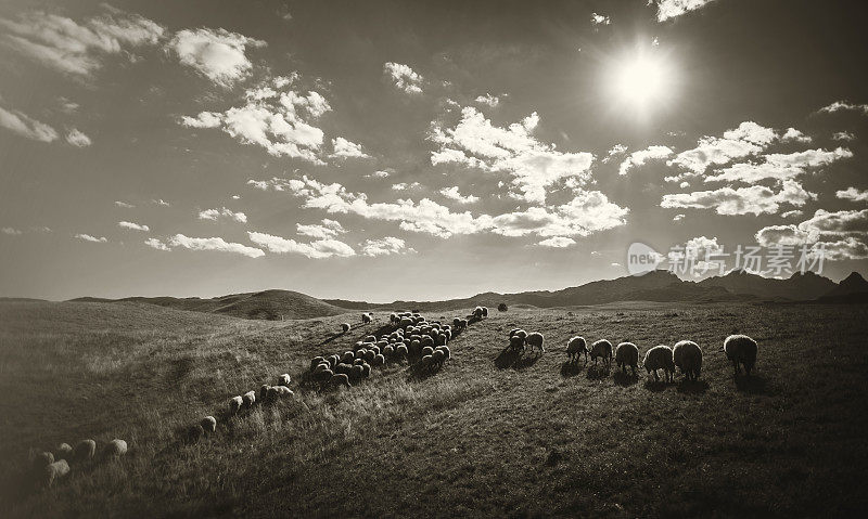 乡村景观与羊群