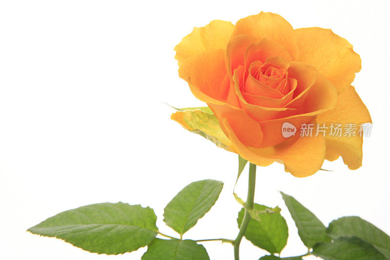 单瓣橙色玫瑰花，白色背景