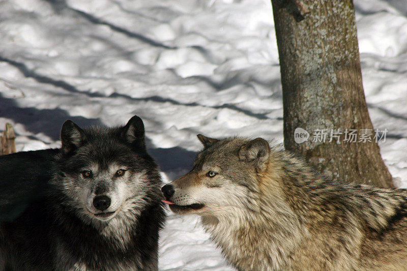 雪地里的两只加拿大森林狼