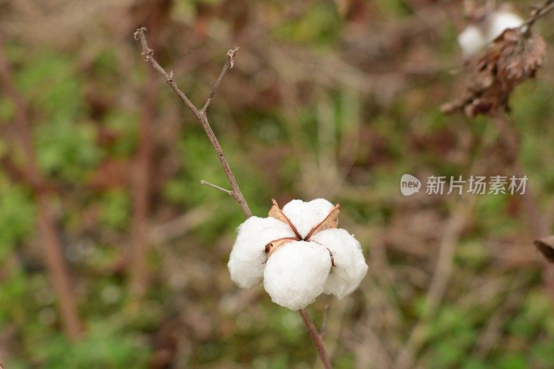 田里的棉花准备收割了