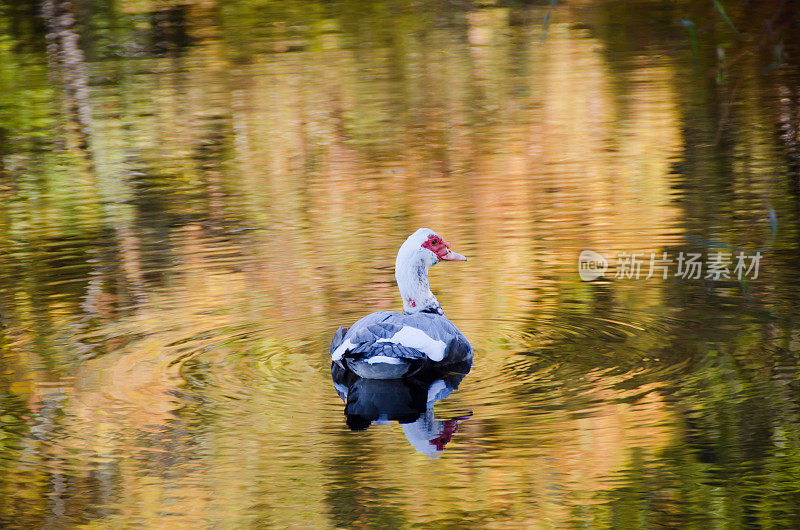 秋天池塘上的鸭子