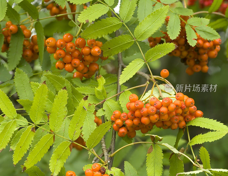 花楸、花楸橙莓