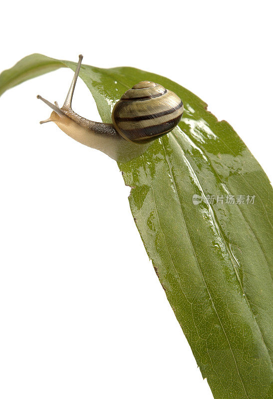 叶子上的蜗牛01