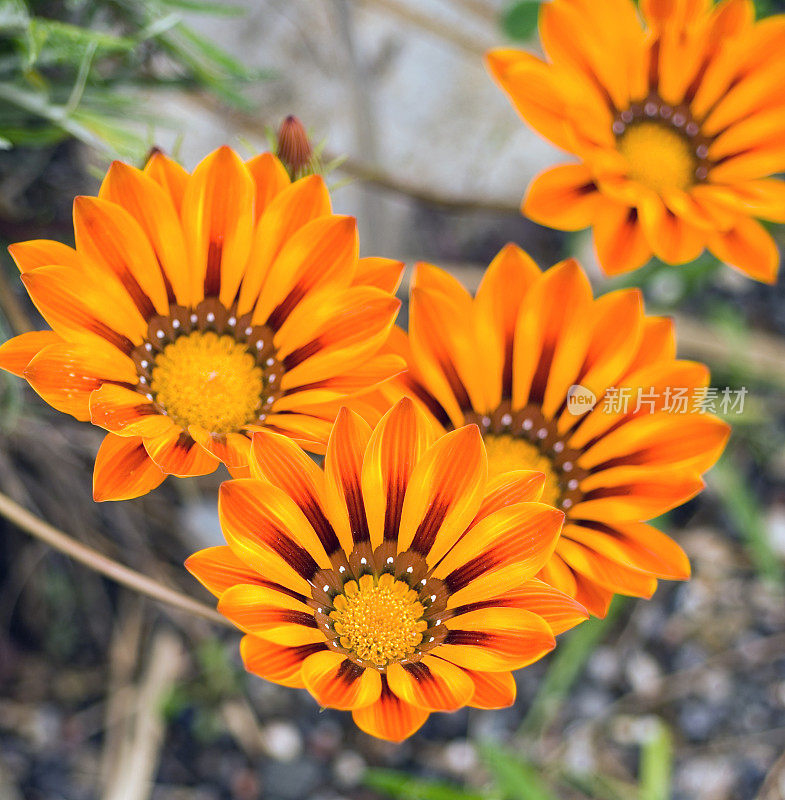 Gazania，宝花