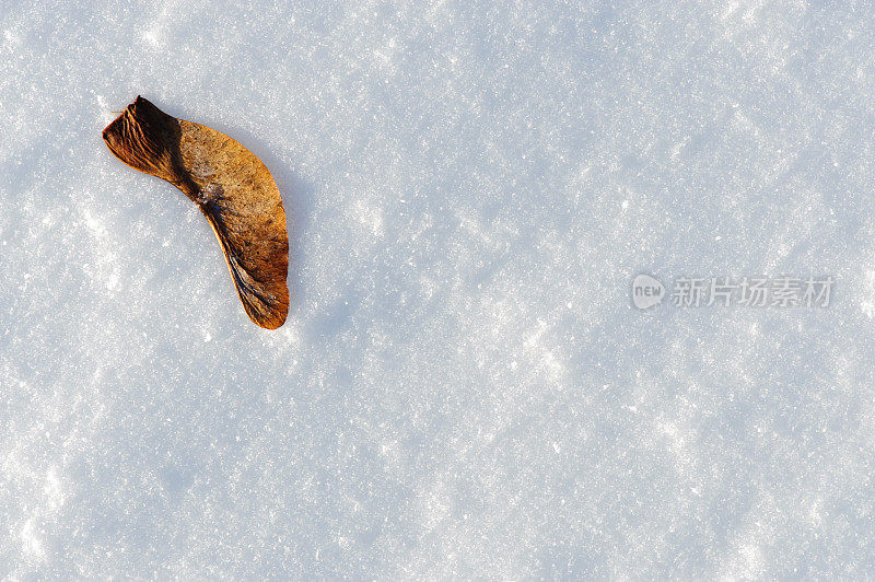 雪上的枫树籽