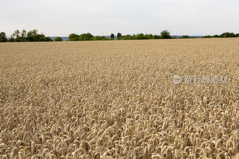 法国香槟区，欧洲夏季小麦收成