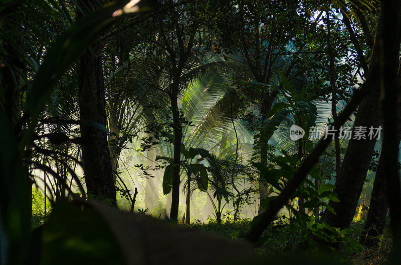 阳光在迷雾和棕榈的黑暗丛林中