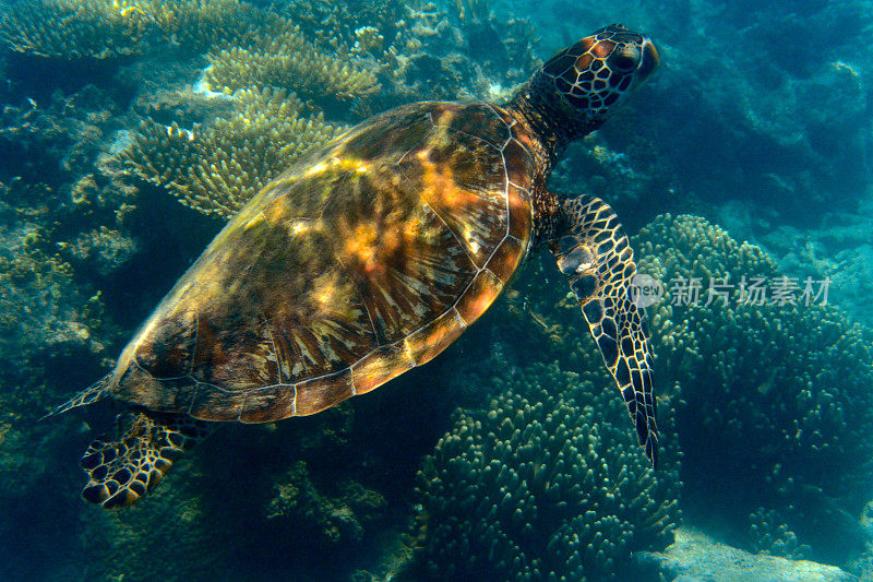 绿海龟在珊瑚间游泳