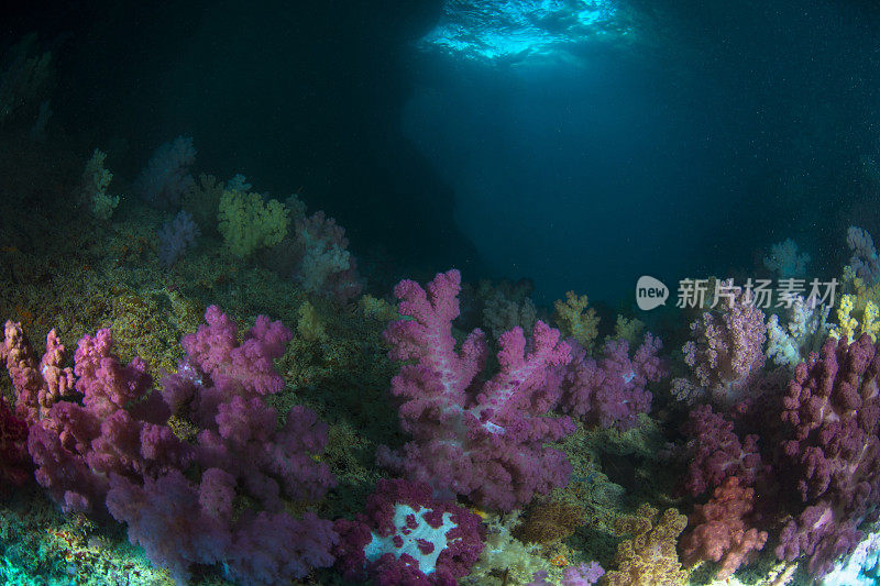 软珊瑚树
