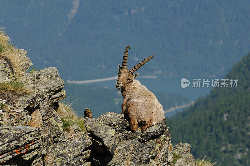 高山山羊