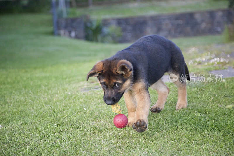 德国牧羊犬的小狗