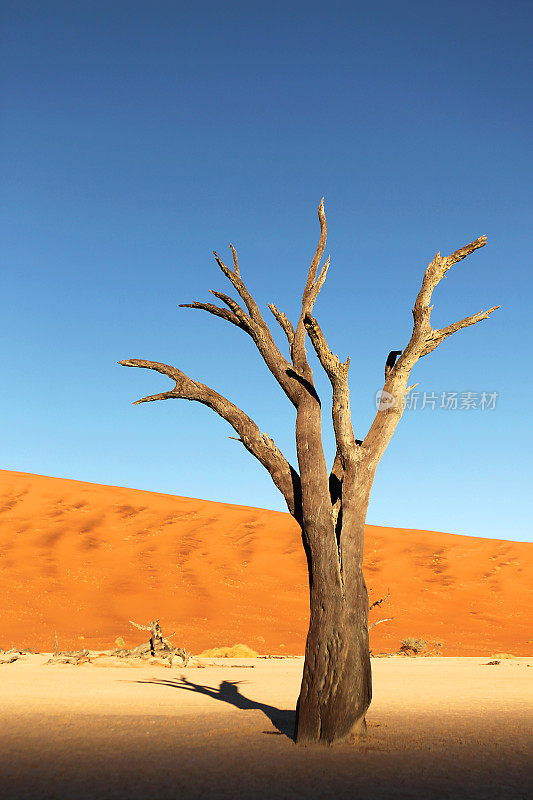 纳米布沙漠，死树和红沙丘