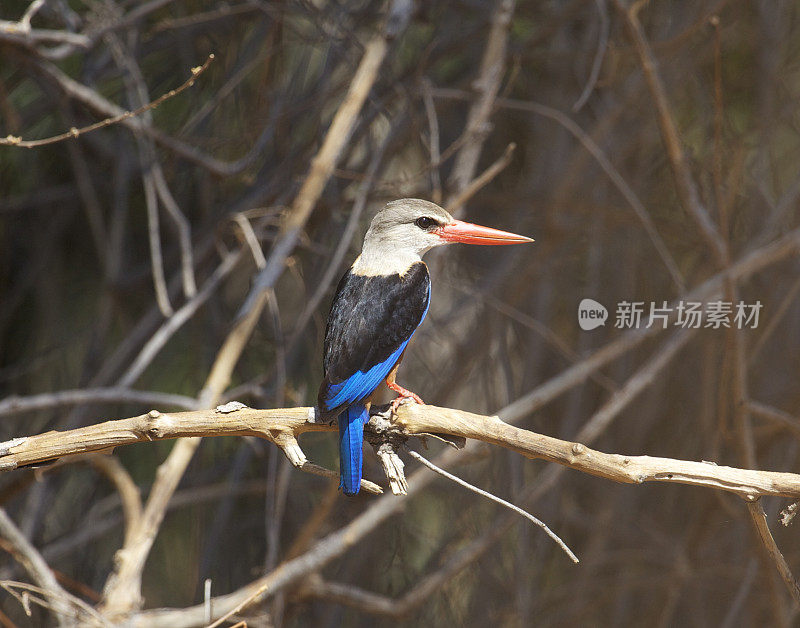 灰色头发翠鸟