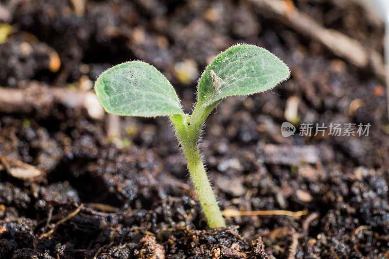 年轻蔬菜植物的微距图像与新鲜的绿叶