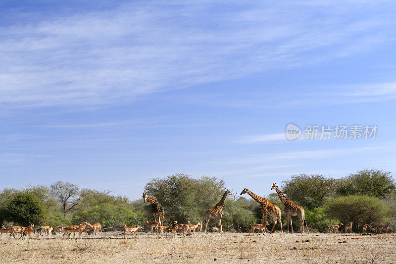 水源处有一大群黑斑羚和长颈鹿。