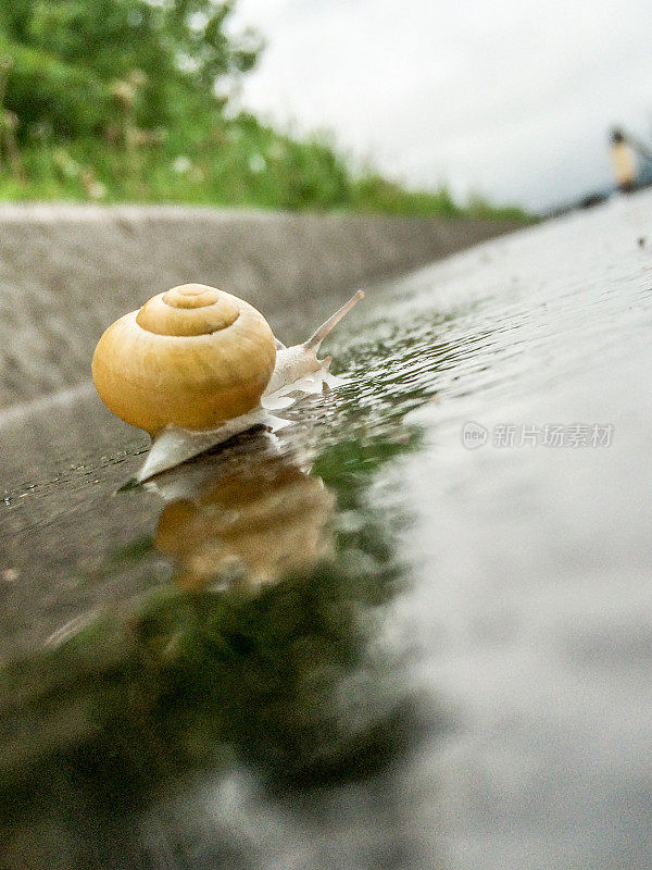 雨后潮湿的街道上爬行的蜗牛