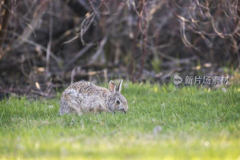 棉尾兔兔