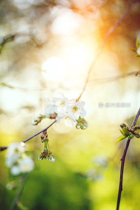 梨树开花