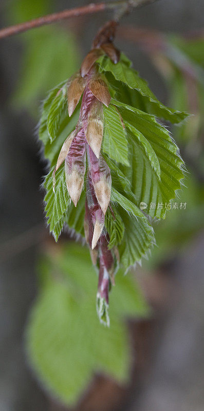 山毛榉进入Leaf