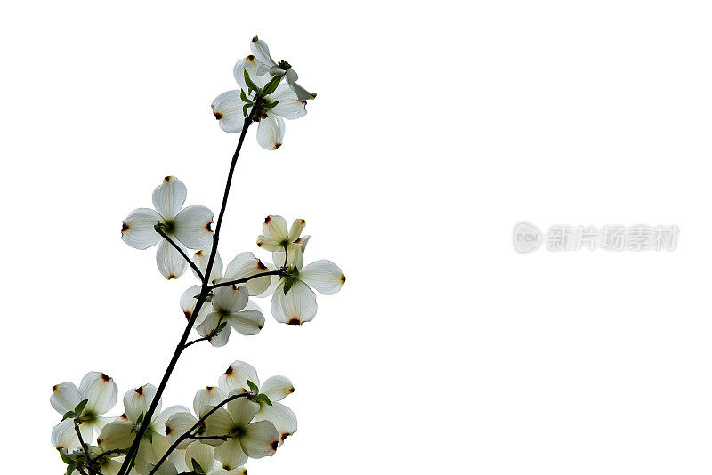 白色的山茱萸花