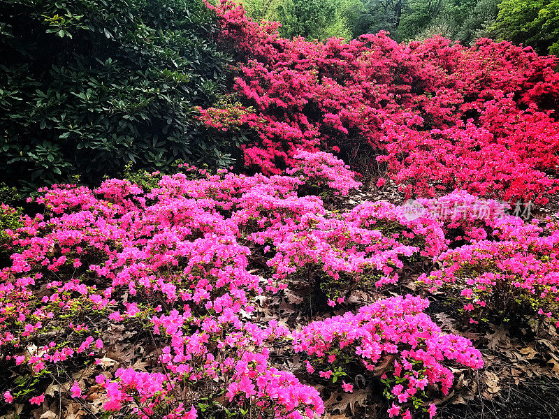 花坛与杜鹃花和盛开的杜鹃花灌木在公共花园