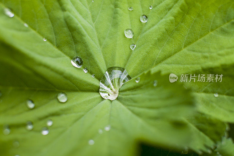 水滴在叶子上