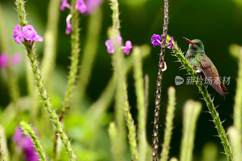 坐在花茎上的红尾蜂鸟，哥斯达黎加