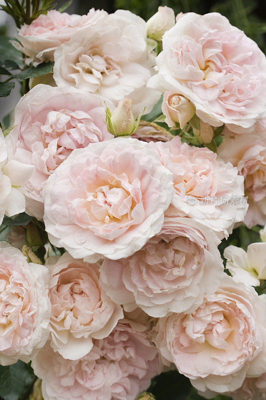 柔软的粉红色灌木玫瑰花束